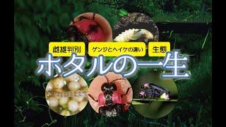 【ホタル観察】ホタルの一生、種類、雌雄判別方法など @ZOOTIMEch