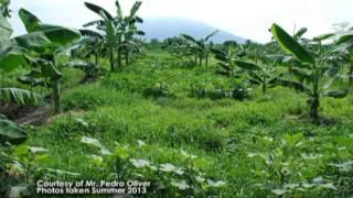 Technologies on How to Enhance Saba Banana Production