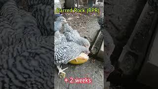 My Barred Rock (BPR) at 2.5 months enjoying their young coconut treat #buhayprobinsya #shorts