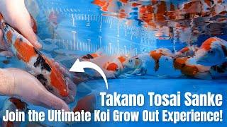 The Most Exciting Tosai Drop of the Year! Takano Sanke Grow Out & Tosai Box Release!