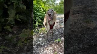 cleo IS messy #trending #messy #dog #cutedog #silkenwindhound #fyp #shorts #doglover