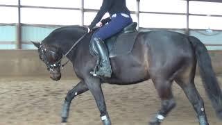 Serendipity hunter rider trot canter