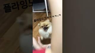 주인이랑 놀아주는 강아지(hang out with my dog) #dogshorts#playwithanimals#doglover#cutepuppy#funnydog#강아지쇼츠#dog