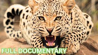 Majestic Beasts Unveiled: A Wildlife Odyssey | Full Series Documentary