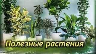 Самые ПОЛЕЗНЫЕ комнатные растения для вашего дома!