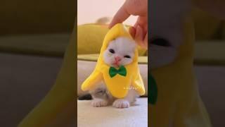Caught a banana cat, an adorable little kitten! #meow #kitten  #cute