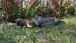 Conservancy Biologists See Invasive Burmese Python Consuming a Deer