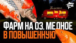 Отлов СЕРЕБРА на Медном в повышенную температуру воды ● Русская рыбалка 4 ● Перчик РР4