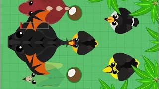 Mope.io// Epic toucan kills #3// Toucan kills Pterodactyl, T-Rex and BD// Get paki toucan