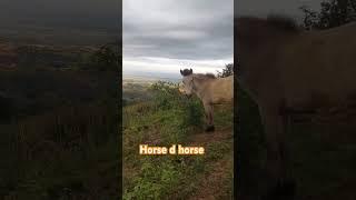 Meet horse d horse #horse  #veiw  #mountains  #farmer #animals