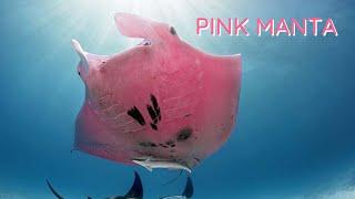 World’s Only Pink Manta Ray, How did it get it's Color?