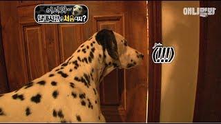 방문 틈으로 충격적인 장면을 목격한 달마시안 ㅣ Dalmatian Dog Witnesses A Shocking Betrayal By His Dad