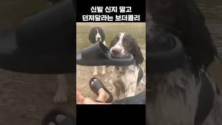신발 신지말고 던져달라는 보더콜리