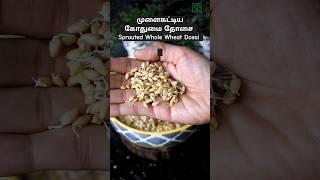 முளைகட்டிய கோதுமை தோசை Sprouted Whole Wheat #shorts