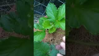Strawberry- guttation #guttation #shorts