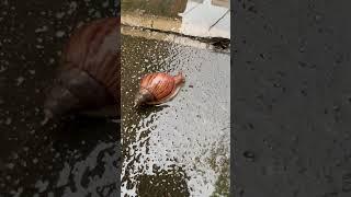 the daily life of pet  snail 寵物日常生活大蝸牛 下雨 粘液  ペットのかたつむりの日常生活  #pets #snail #petsnail #蝸牛 #かたつむり#蜗牛