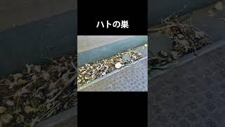【画像】ハトの巣が雑すぎる・・・w カラスの巣はすごいのになぜ