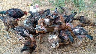 Raising chickens in a rural and family style chicken eat rice food