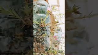 dohari 9 ⏰ #gardeningpointds  #shorts