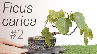 Fig bonsai care [Ficus carica] #2