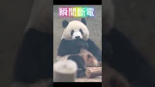 小甜包瞬間斷電 #panda #panda #cute #animals #funny  #大熊猫 #熊貓 #貓熊 #北辰