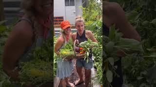 Check out this 2 month garden transformation #gardenary #garden #kitchengarden