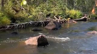 Flugfiske i Jokkmokk, Storöring!