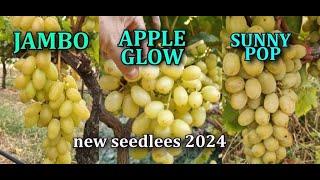 JUMBO кишмиш, APPLE GLOW  , SUNNY POP grapes СУПЕР НОВИНКИ 2024  РАЗБОР И СРАВНЕНИЕ БЕЛЫЕ КИШМИШИ