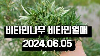 비타민나무 상품만드는방법 비타민나무잎건조 줄기건조 열매크기비교  비타민나무 재배관리