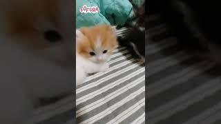 Gatos fofinhos  #shorts #videosengracadosdeanimais #animaisfofinhos #gatosfofosbrincando #topvideo