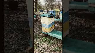 Подготовка воспиталок для маток #пчеловодство #bees #beekeeping