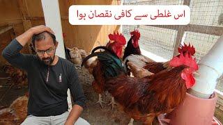 Is Ghalti Se Kafi Nuqsan Hua. Now Adjusting Chickens.