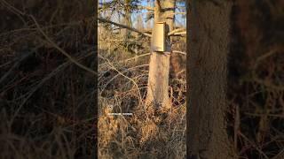 Hinterland Trapping 2023 - Part 5