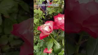 Secret for growing healthy roses. No black spots. David Austin . Kordes. You won’t believe it !!!