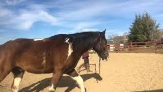 Lunging the Pacey Horse To Get a Better Gait Gaited Horse Training