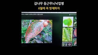 감나무 둥근무늬 낙엽병 방제.  #새마을_세네갈