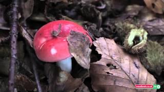 Wild Mushroom Foraging in the Woodlands - Russula Series