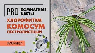 Растение полезное для дома? Хлорофитум Комосум пестролистный