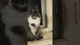 Кися #cat #влоги #katha #котики