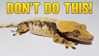 How I Lost $10,000 Breeding Crested Geckos!