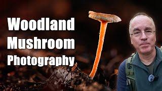 Woodland Mushroom Photography | Focus stacking macro photography of beautiful forest fungi