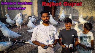 #sa_pigons_gondal #kabootar Muradabadi  kalpare kal dum kabutar【 Rajkot Gujrat 】