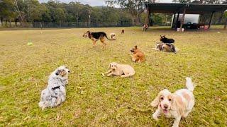 Adam has started training the dogs during the day!!