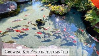 Growing Koi Pond in Autumn(Isawa, Yamanashi)