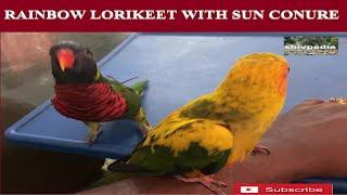 RAINBOW LORIKEET WITH SUN CONURE VIDEO