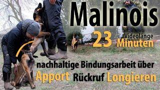 Malinois: nachhaltige Bindungsarbeit über Apport – Rückruf – Longieren!