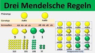 Mendelsche Regeln [1. Uniformitätsregel + 2. Spaltungsregel + 3. Unabhängigkeitsregel] - [Biologie]