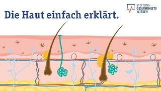 Wie funktioniert die Haut? Aufbau des größten Organs | Wissen ist gesund