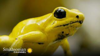 The Most Toxic Frog Has a Beautiful Singing Voice  Into the Wild Colombia | Smithsonian Channel