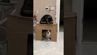 Funny animals 2023 - Funniest Cats and Dogs Video238 #shorts